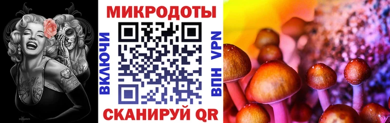 Купить  Любань  Псилоцибиновые грибы Cubensis 